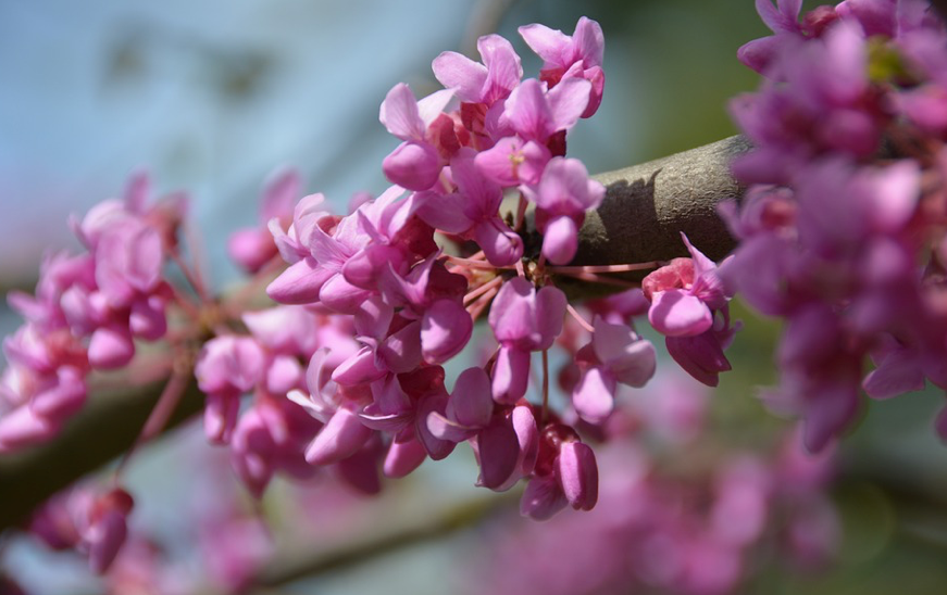 redbud blossom